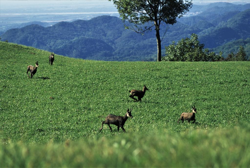 Baita Tana Da L'Ors Forgaria nel Friuli Buitenkant foto