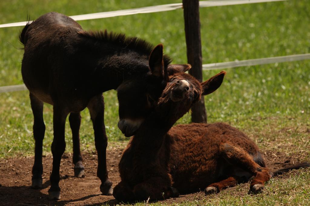 Baita Tana Da L'Ors Forgaria nel Friuli Buitenkant foto