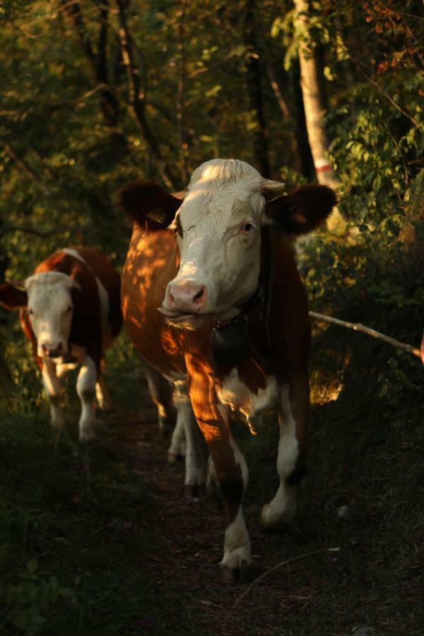 Baita Tana Da L'Ors Forgaria nel Friuli Buitenkant foto
